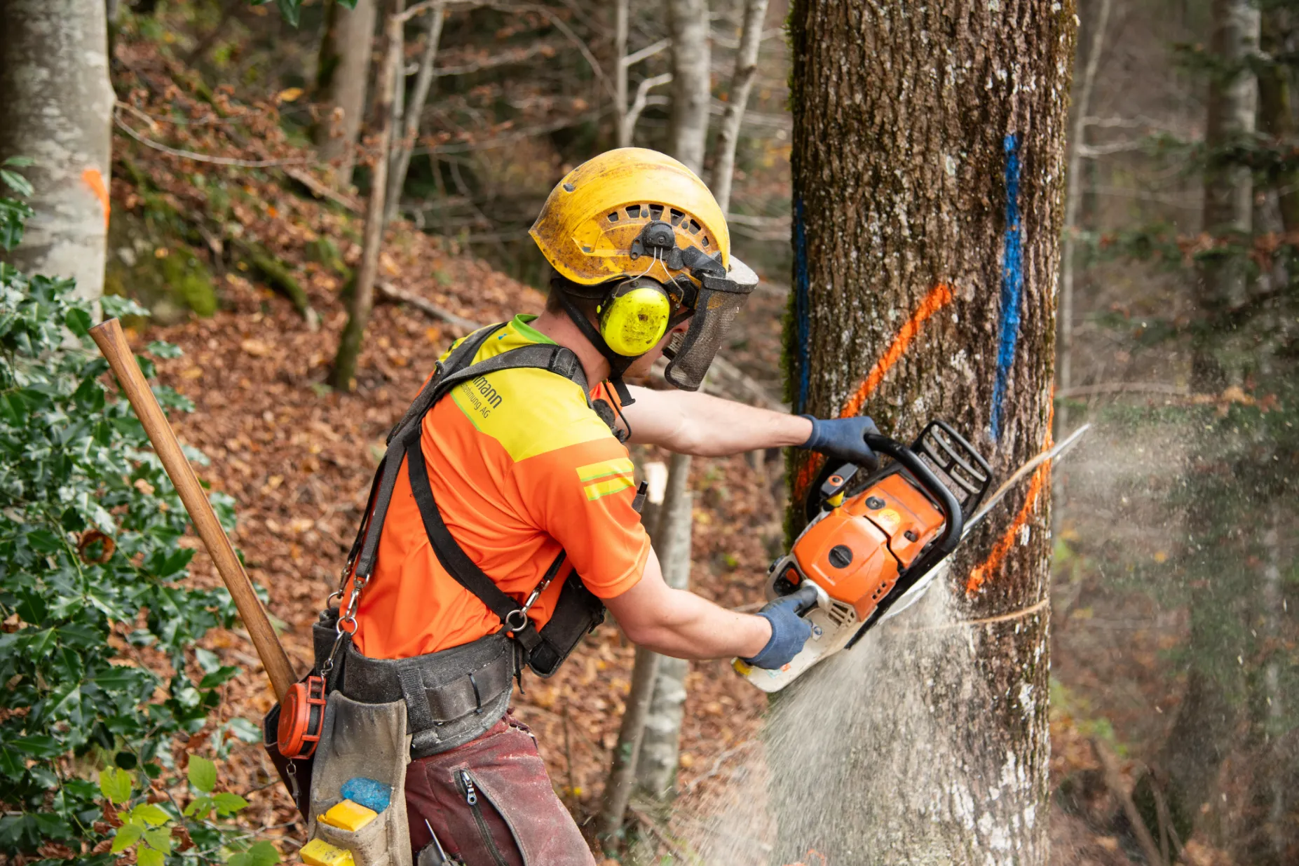 Forstwarte der Nüesch & Ammann Forstunternehmung AG bei der Arbeit im Wald, Eschenbach SG